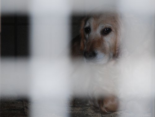 Hund hinter Gittern