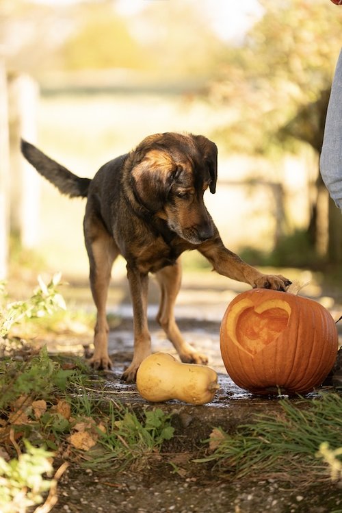 Hund mit Kürbis