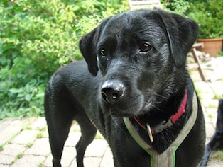 Lilli
