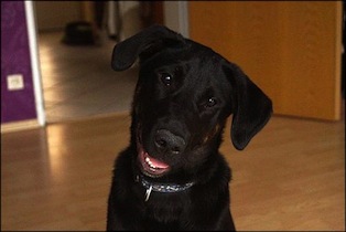 Jack